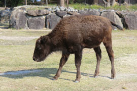 Safari Marineこんにちは 動物の赤ちゃん アメリカバイソン トピックス アドベンチャーワールド