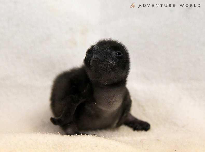 トピックス 動物の赤ちゃん アドベンチャーワールド