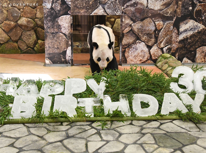 ジャイアントパンダ 永明 えいめい が３０歳の誕生日を迎えました トピックス アドベンチャーワールド