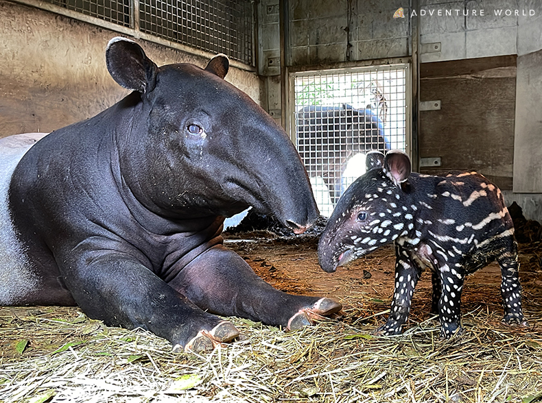 トピックス 動物の赤ちゃん アドベンチャーワールド