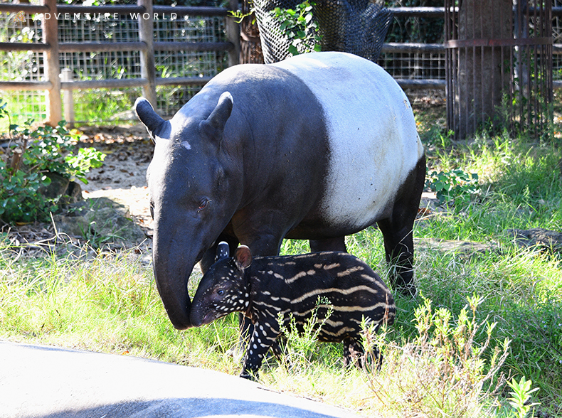 トピックス 動物の赤ちゃん アドベンチャーワールド