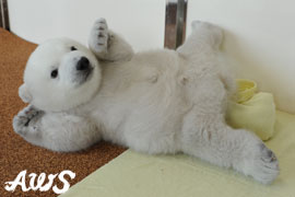 ホッキョクグマの赤ちゃん 60日齢 トピックス アドベンチャーワールド