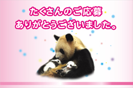 パンダふたごの赤ちゃん ジャイアントパンダふたごの赤ちゃん名前募集にたくさんのご応募ありがとうございました トピックス アドベンチャーワールド