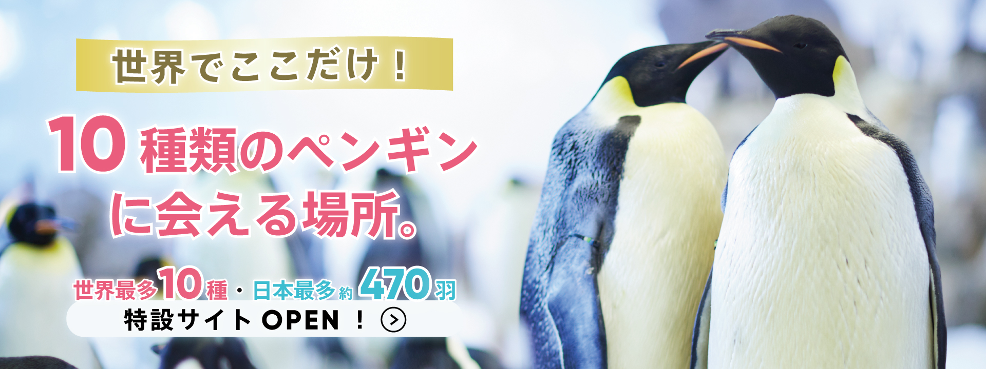10種約470羽のペンギンワールド