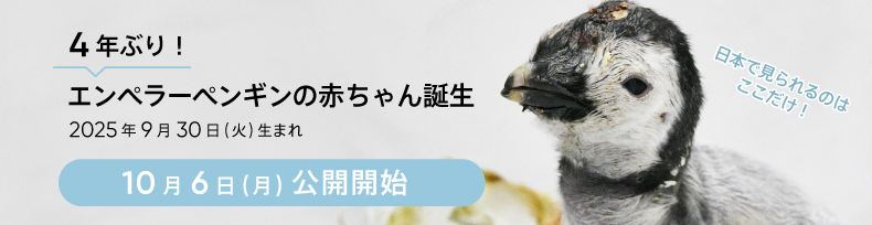 エンペラーペンギンの赤ちゃん