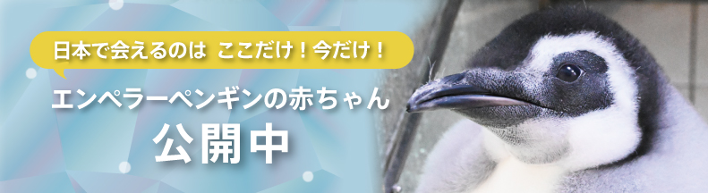 エンペラーペンギンの赤ちゃん