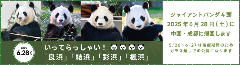 良浜結浜彩浜楓浜帰国