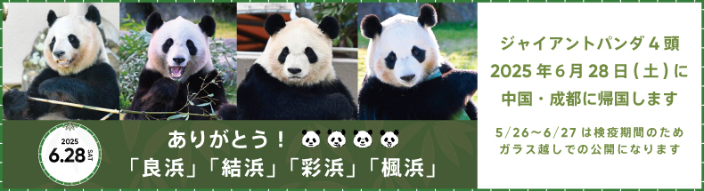 良浜結浜彩浜楓浜帰国