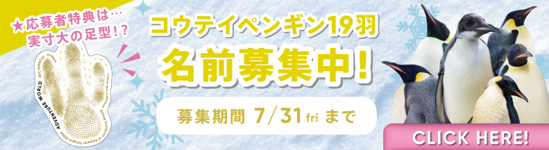 ペンギン名前募集