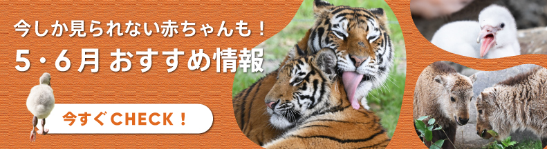 パークの楽しみ方