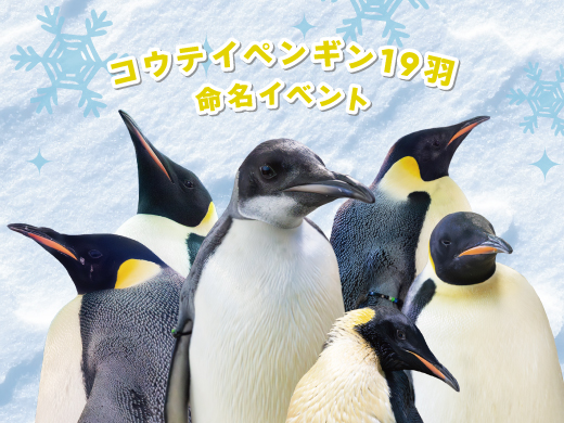 コウテイペンギン名前発表