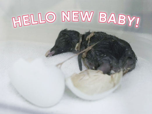 キタイワトビペンギンの赤ちゃん