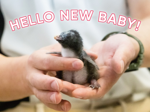 キタイワトビペンギンの赤ちゃん