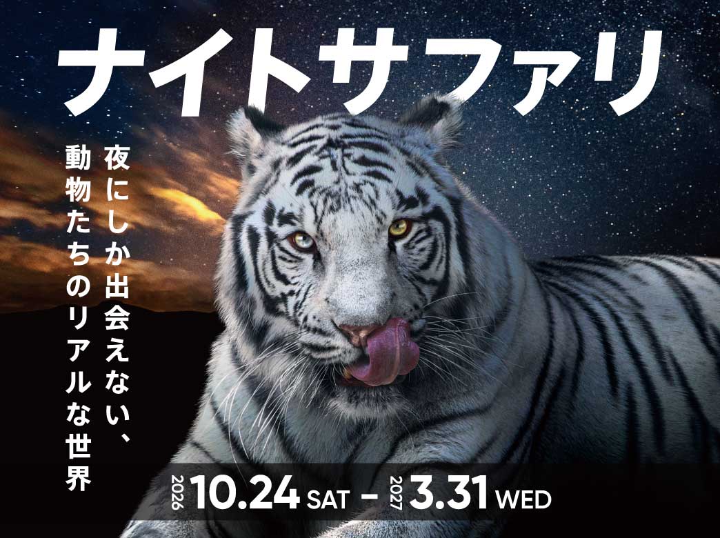 night_safari_2026-2027