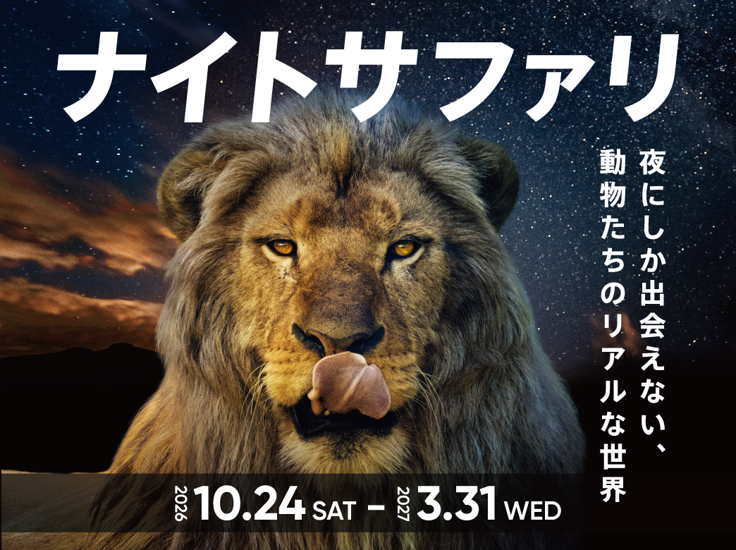 night_safari_2026-2027