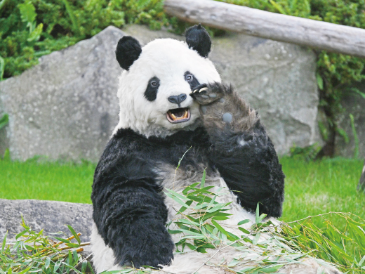 運動場パンダ