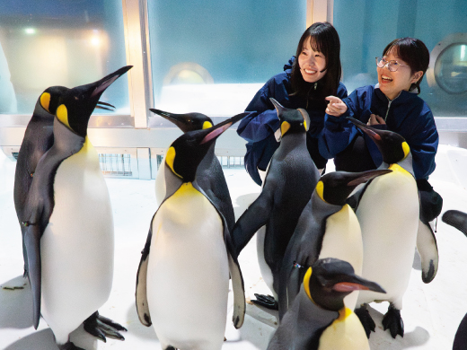 ペンギン極地探検ツアー