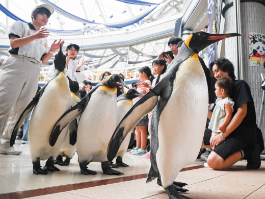 ペンギンパレード
