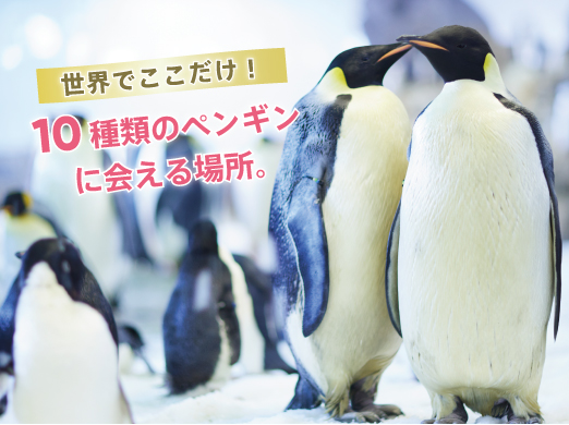 10種約470羽のペンギンワールド
