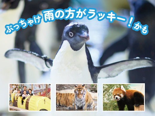 雨の日でも楽しいアドベンチャーワールド