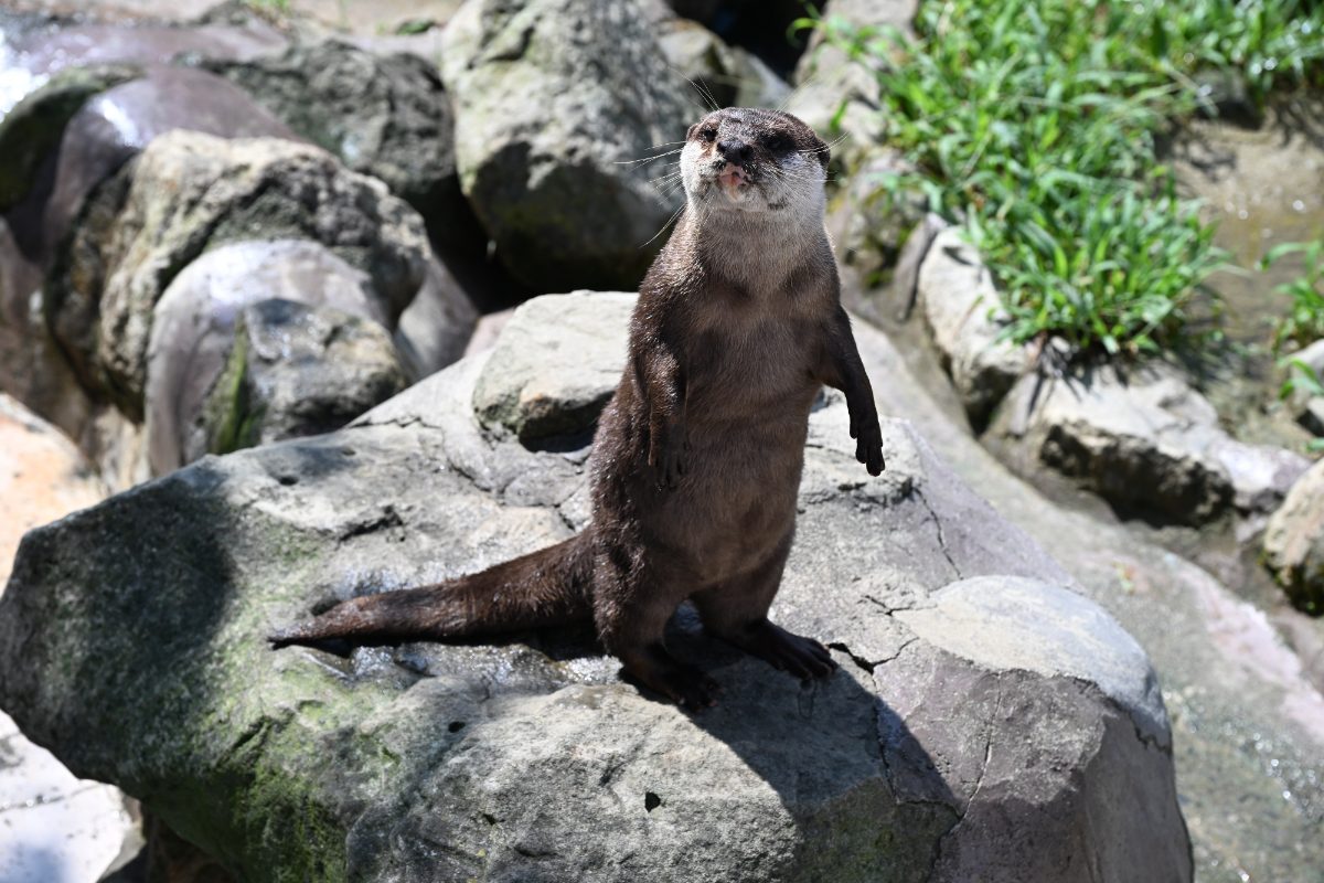 コツメカワウソ