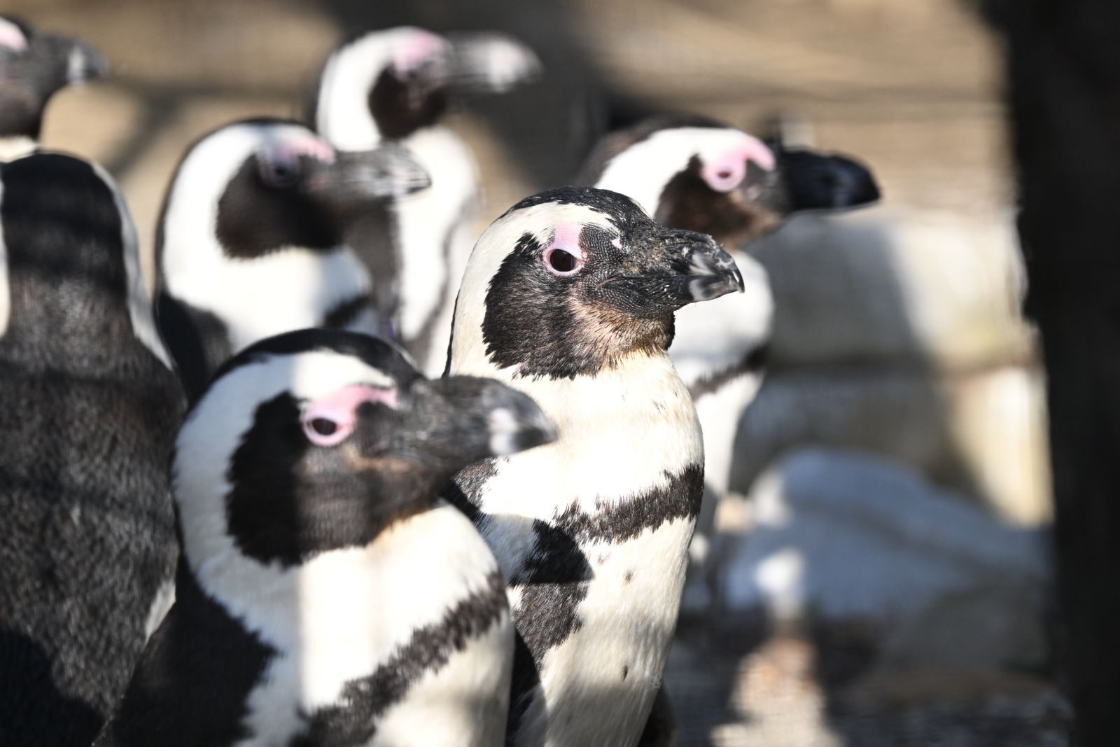 ケープペンギン