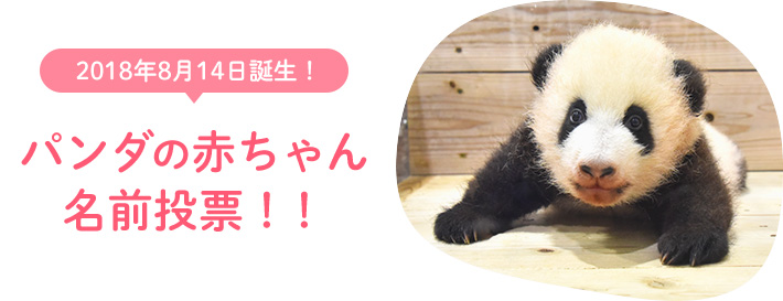 2018年8月14日誕生！パンダの赤ちゃん名前投票！！