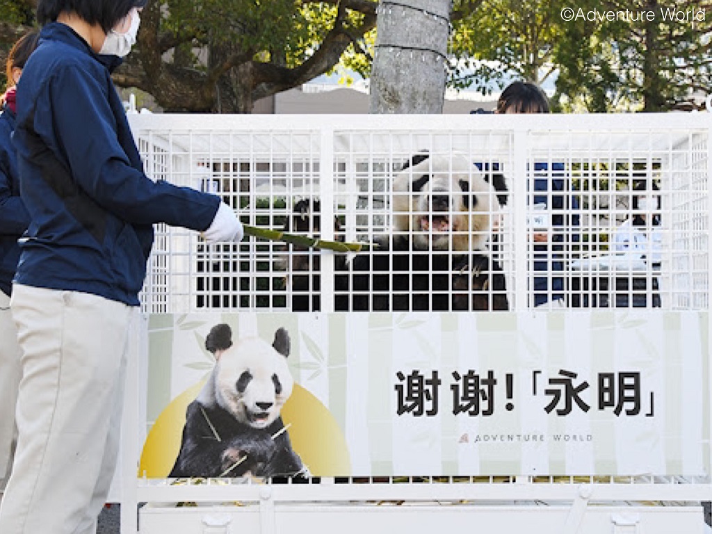 旅德大熊猫“梦想”和“梦圆”平安抵达成都_新闻频道_央视网(cctv.com)