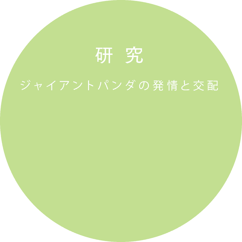 ジャイアントパンダの発情と交配