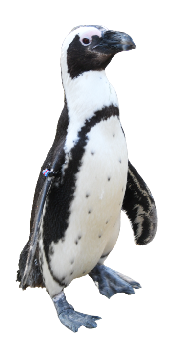 ケープペンギン