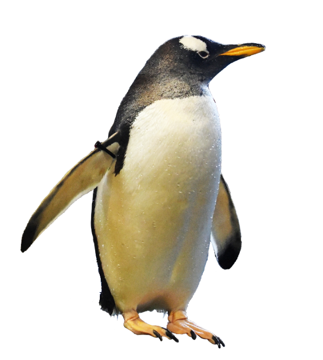 ジェンツーペンギン