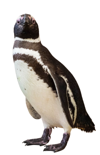 マゼランペンギン