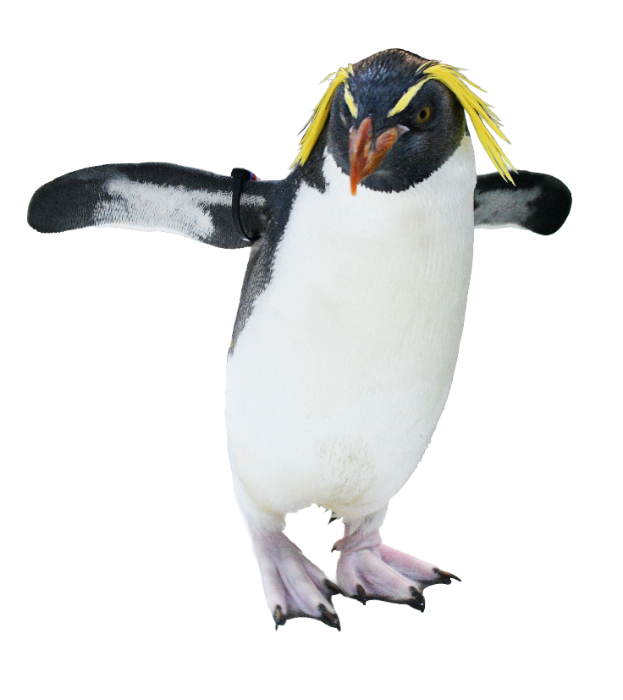 キタイワトビペンギン
