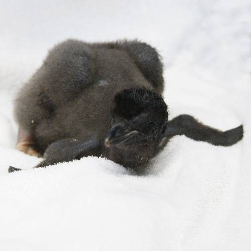 アデリーペンギンの赤ちゃん