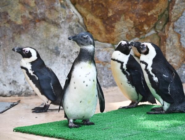 ケープペンギンの親子