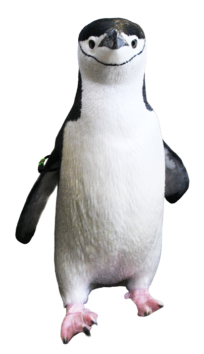 ヒゲペンギン