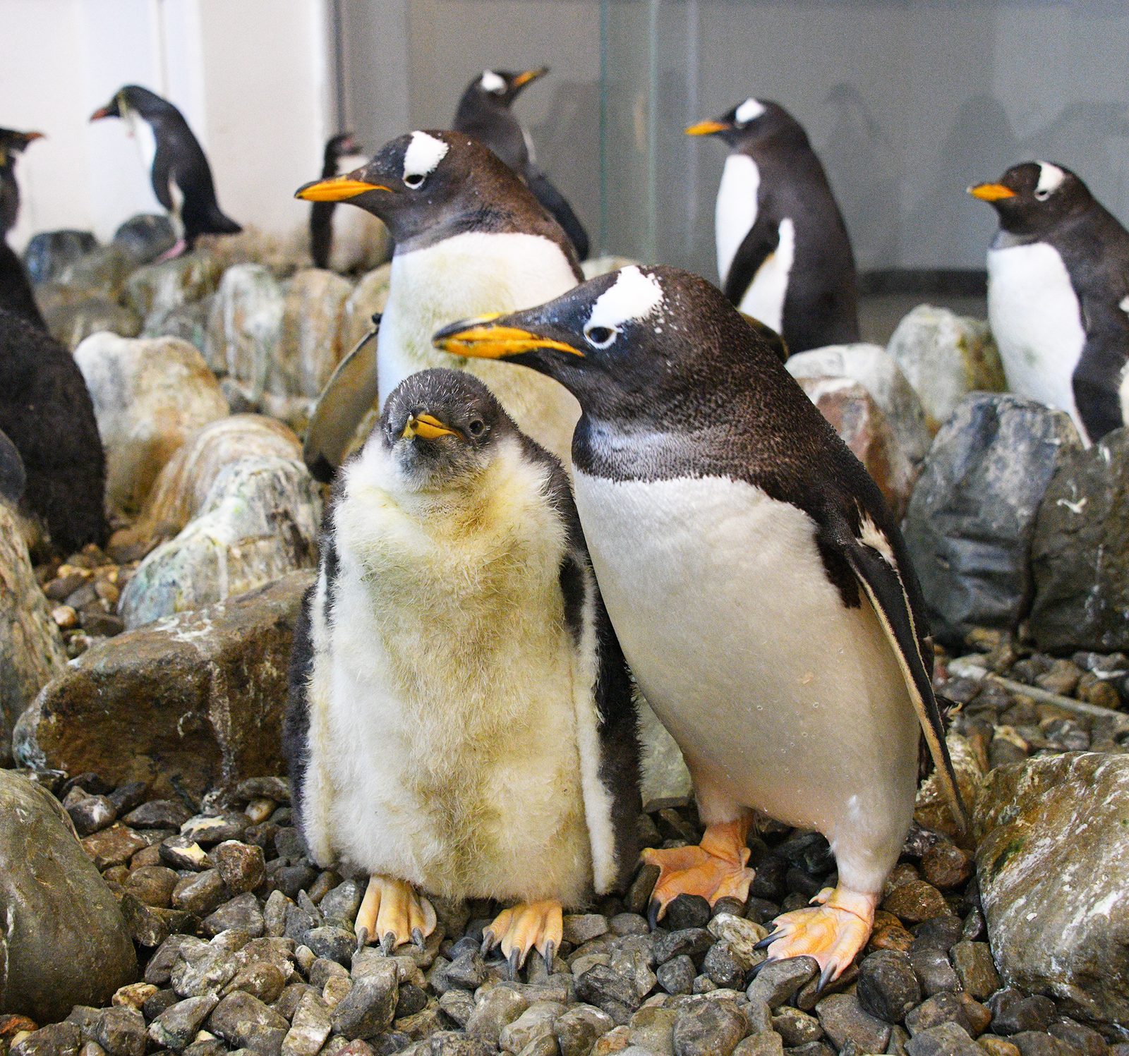 ジェンツーペンギンの親子