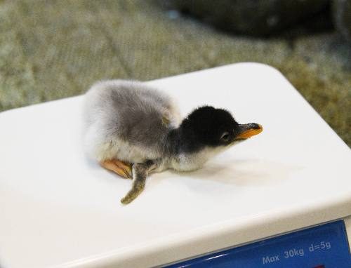 ジェンツーペンギンの赤ちゃん