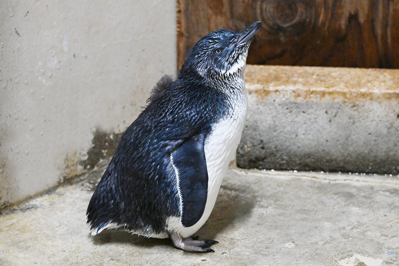 コガタペンギン