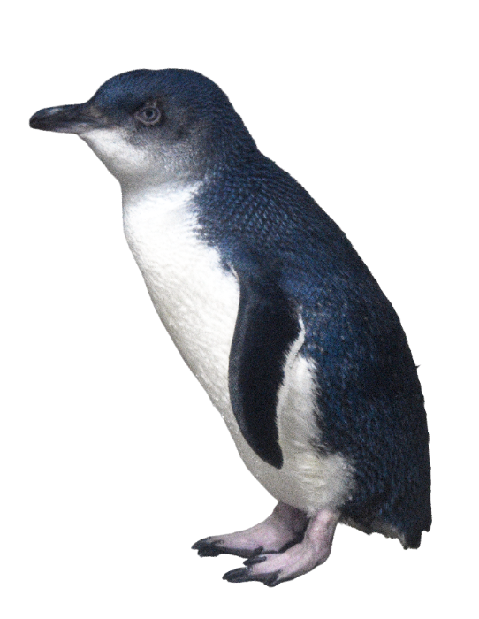 コガタペンギン