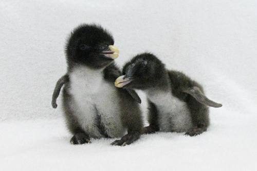 キタイワトビペンギンの赤ちゃん