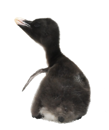 卵からのぞくキタイワトビペンギンの赤ちゃんのイラスト