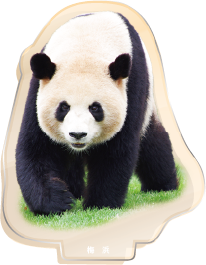 パンダのアクリルスタンド 梅浜1