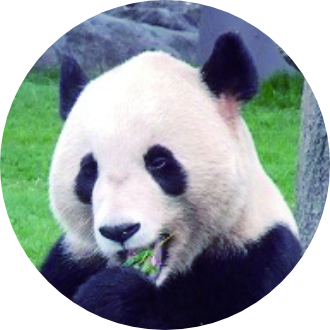 パンダの紹介 永浜