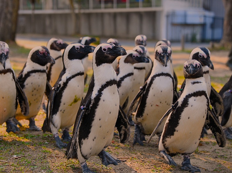 ふれあい広場ペンギンパレード