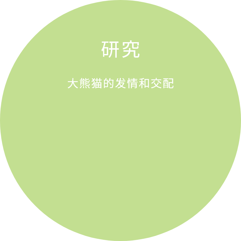 大熊貓發情和交配