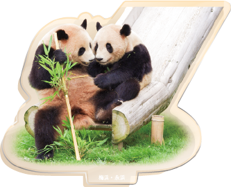 パンダのアクリルスタンド 梅浜・永浜2