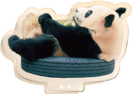 パンダのアクリルスタンド 雄浜3