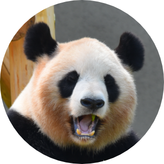 パンダの紹介 良浜