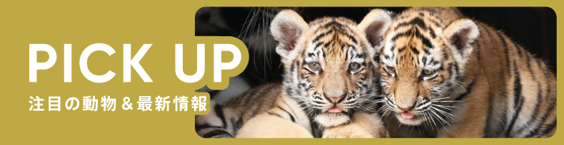 パークの楽しみ方